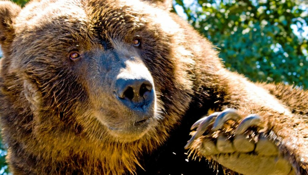 LISENSJAKT: Totalt åpnes det for felling av 16 bjørner under årets lisensfellingsperiode.