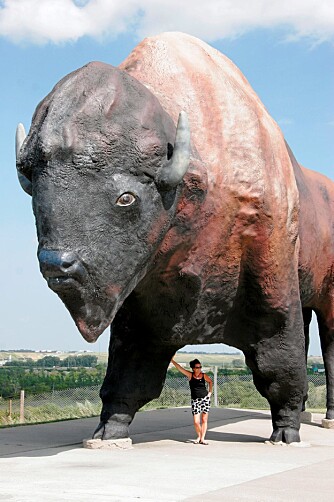 BEIST: I Nord-Dakota finner du verdens største bøffel.