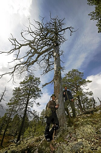 URSKOG: Skogen er fredet og dermed uberørt i Femundsmarka. Ole og Jørgen blir ""smågutter"" ved siden av denne tørrfurua.