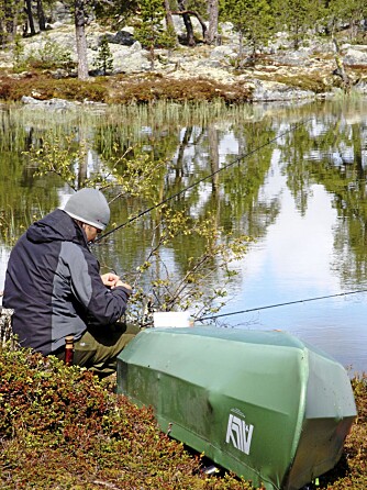ØRRETFISKE: Glenn i dyp konsentrasjon over redskapsboksen - noe som ga resultater, han fikk den første, men ikke den største.. ØRRETFISKE: Glenn i dyp konsentrasjon over redskapsboksen - noe som ga resultater, han fikk den første, men ikke den største..