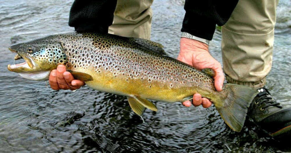 KONSENTASJON: Her er det fisken som er hovedsaken, så konsentrer deg om den.