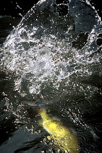 BILDE MED SPRUT I: Dette bilder forteller mye om kampen med en sprek fisk.