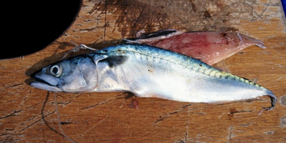 FLAPPER: Makrell er det vanligste agnet til saltvannsfiske. Det kan brukes til alt fra sandflyndre til håkjerring. Her er en hel makrell taklet som en flapper til havålfiske ved Irland.