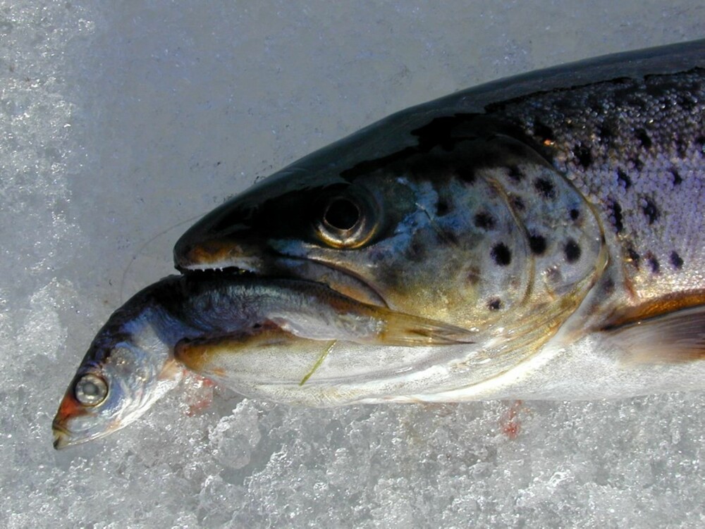 GLUPSK: Hel småsild eller brisling er et suverent agn til en rekke rovfisker i sjøen. Denne sjøørreten tok en brisling på en liten treblekrok under ismeite i en fjordarm på Telemarks-kysten.