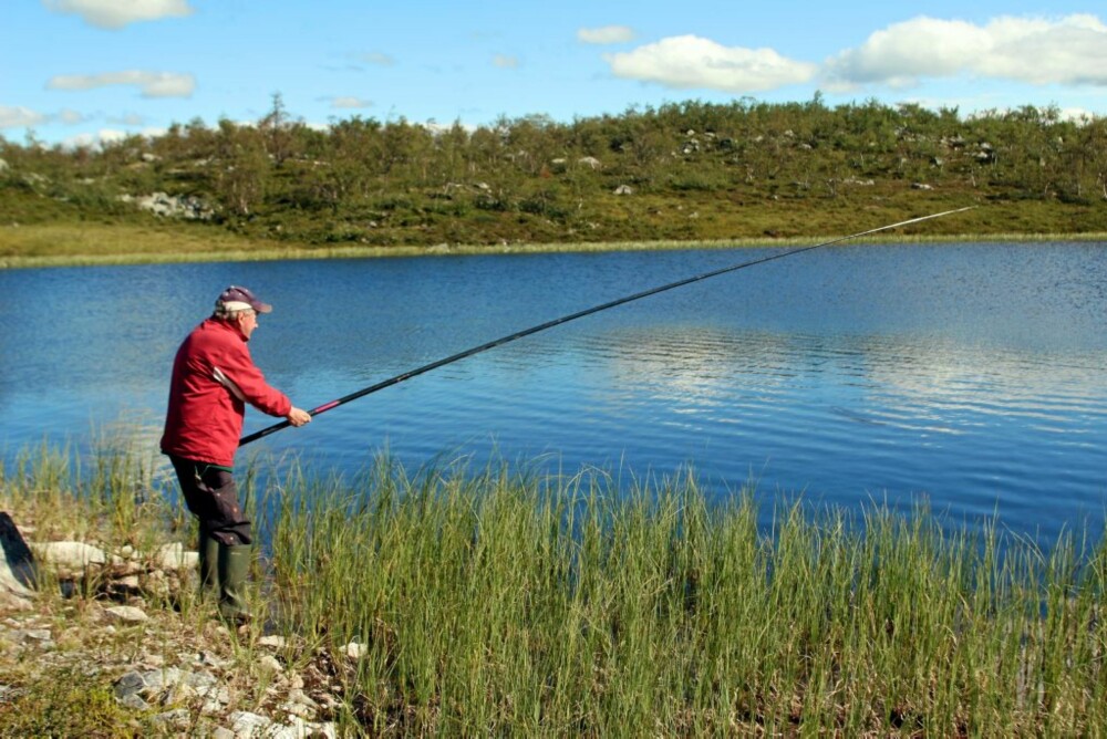 SNØRING I TOPPEN: Gamlekara fisket med toppknytt line nær land, og fikk fisk - og får det fortsatt.