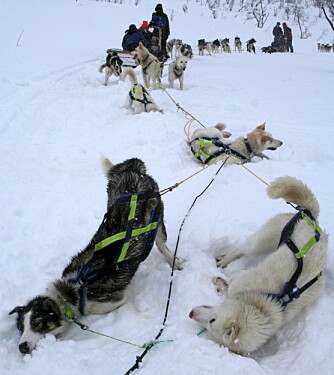 FULL RULLE: Hundene kjøler seg ned i snøen.