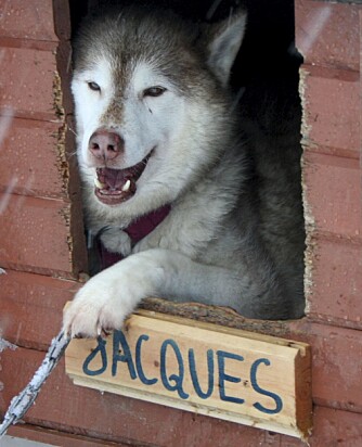 JACQUES: En sjarmørhund. Jacques er én av 300 hunder på Tromsø Villmarkssenter.
