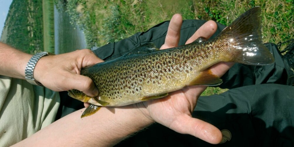 FIN MATFISK: Fisker fra myrbekkene er vanligvis ikke større enn denne, som ble tatt i bekken på det store bildet. Men det finnes unntak! Prøv under vårflommen og en kveld mot slutten av august, når fisken begynner å vandre mot gytebekkene.