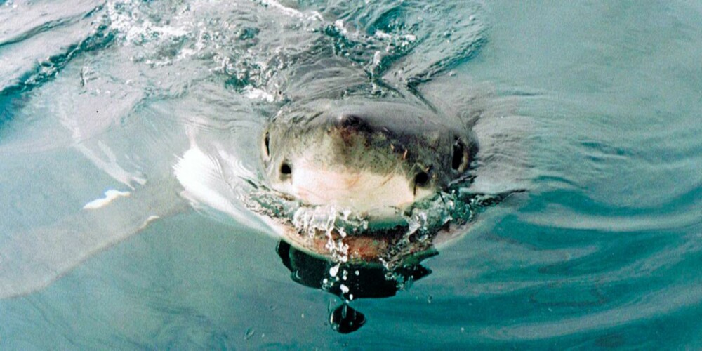 HVITHAI: Ifølge havfiskekaptein Alexander Nilsson har haien hjerne som en nøtt og ser ikke forskjell på et surfebrett og en sel.