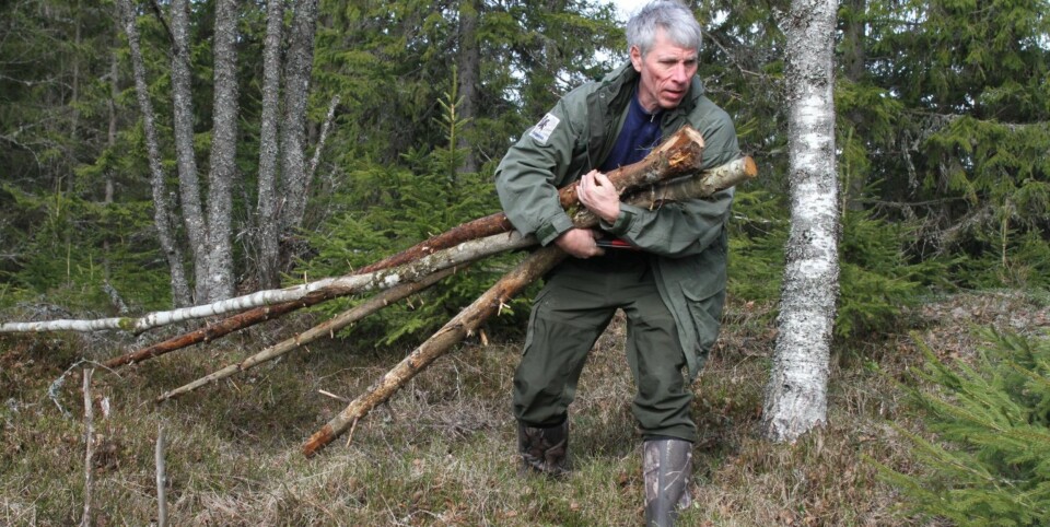 Gapahuk 1. Til bygging av gapahuk trenger du en del staure eller raier. Bruk tørrtrær