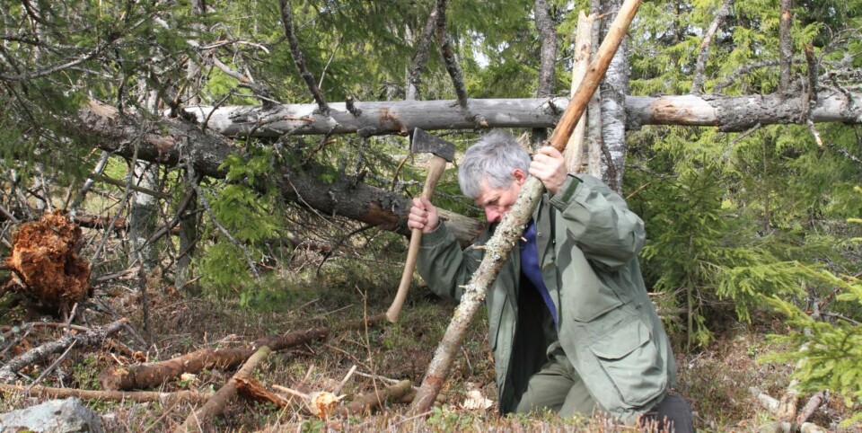 2. Hjørnestokkene til en gapahuk kan spisses og bankes ned i jorda for å sikre stødighet, eller du kan støtte disse opp med en ekstra stokk.
