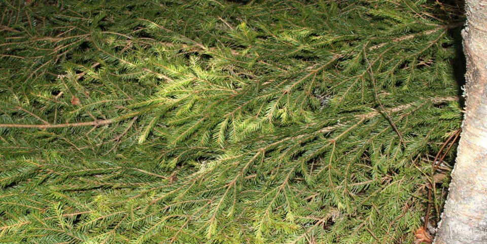 GOD SENG: Når du lager barseng, så pass på at ikke de tykkeste delene av kvistene ligger øverst.