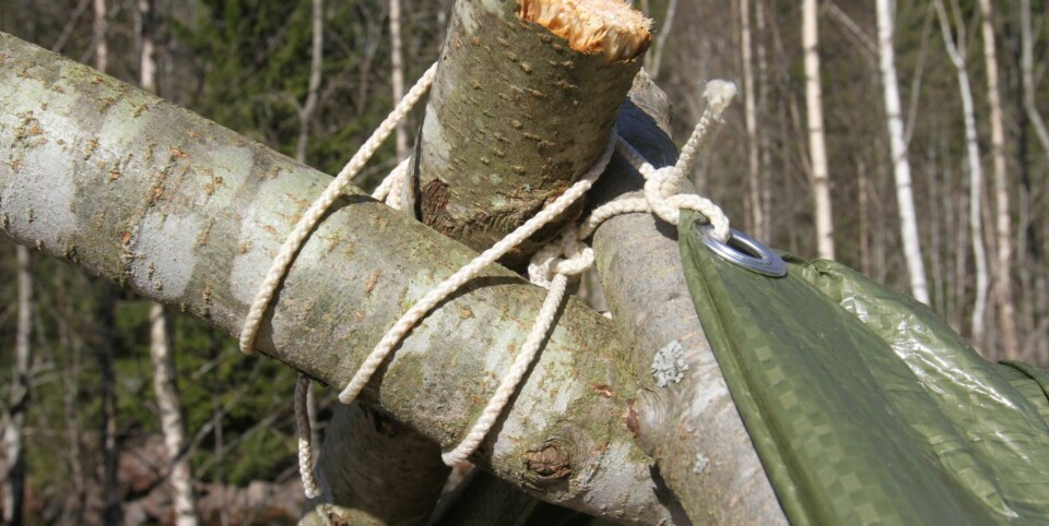 SNOR: En helt enkel variasjon er å ha en skrå mønestokk med to støttestokker. Disse festes helst sammen med tau mens de ligger på bakken. Deretter kan den som er alene reise stokkene annenhver gang til det oppnås passe høyde. Presenningen trekkes over, og veldig raskt har vi et ly.