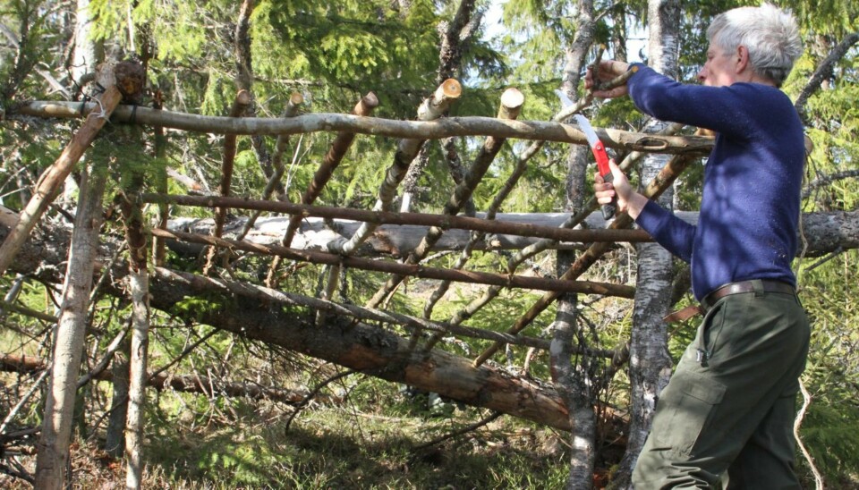 Hvis gapahuken skal ha tak av granbar trengs det et skjelett av raier å legge det på.