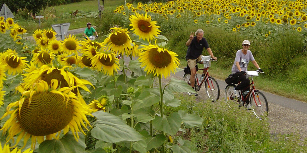 SOLSIKKER: Når to meter høye solsikker vinker ned til deg, er det vanskelig å ikke la seg imponere. Her fra en sykkeltur i nærheten av Provence.