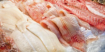 USPISELIG: Forbrukerrådet mener 10 prosent av fisken i butikk er ubrukelig som menneskeføde.