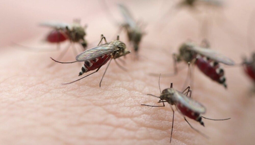 BLOD-BONANZA: Det er bare hunn-myggen som suger blod, og hun bruker flere sanser for å finne det ideelle offeret.
