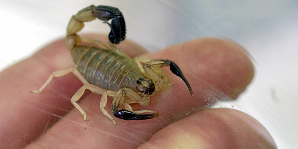 FOBI: Har du fobi for skorpioner, kan det være håp i de nye behandlingsmetodene.