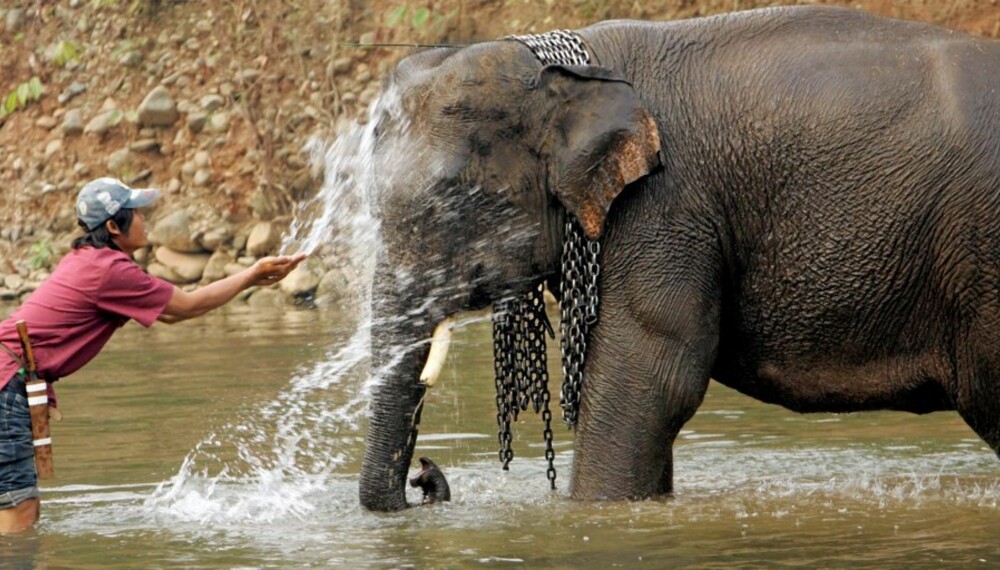 ASIATISK ELEFANT: Elefanten Xiguang er en asiatisk elefant som ble dopet ned av smuglere. Etterpå måtte han på tre års avvenning.