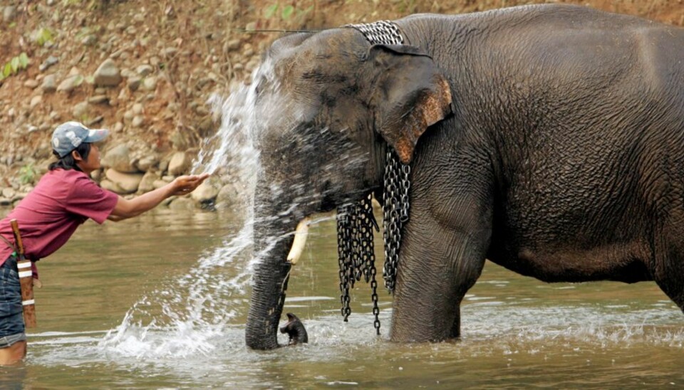 ASIATISK ELEFANT: Elefanten Xiguang er en asiatisk elefant som ble dopet ned av smuglere. Etterpå måtte han på tre års avvenning.