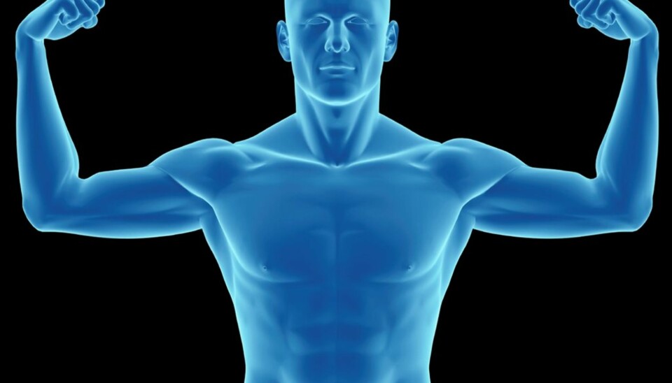 TO HJERNER: Over 95 prosent av nervefibertrafikken i en av de viktigste forbindelsene mellom våre to hjerner, går fra magehjernen til storhjernen.