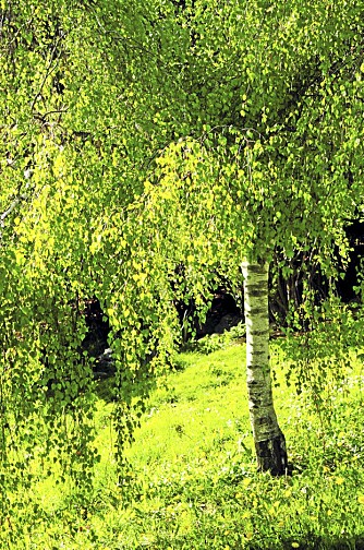 TIDLIG SESONG: Årest bjørkepollensesong startet tidlig. TIDLIG SESONG: Årest bjørkepollensesong startet tidlig.
