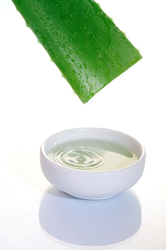 KAN HJELPE: Mange mener aloe vera er den beste formen for brannskadelindring, men legene anbefaler kun kaldt vann. KAN HJELPE: Mange mener aloe vera er den beste formen for brannskadelindring, men legene anbefaler kun kaldt vann.