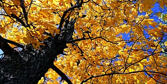 GAMMEL REMEDIE: I gamle dager lagde man sårsalve til brannsår av bark fra alm. GAMMEL REMEDIE: I gamle dager lagde man sårsalve til brannsår av bark fra alm.