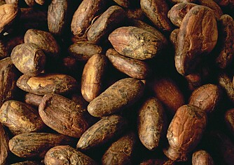 Kakaobønner
