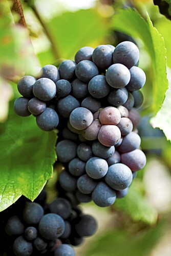 KJEMIKALIER: Hvis vinen inneholder kjemikalier kan det smake som om det er dårlig kvalitet på druene.