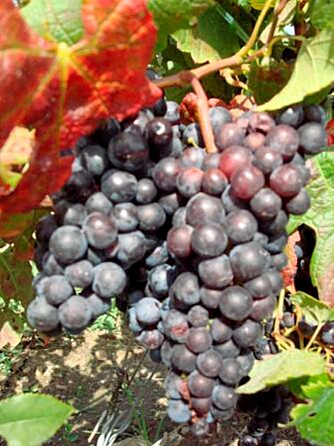 RØDE DRUER: Druer er grunnlaget for Bordeauxs verdensry. Disse er fra selveste Pomerol.