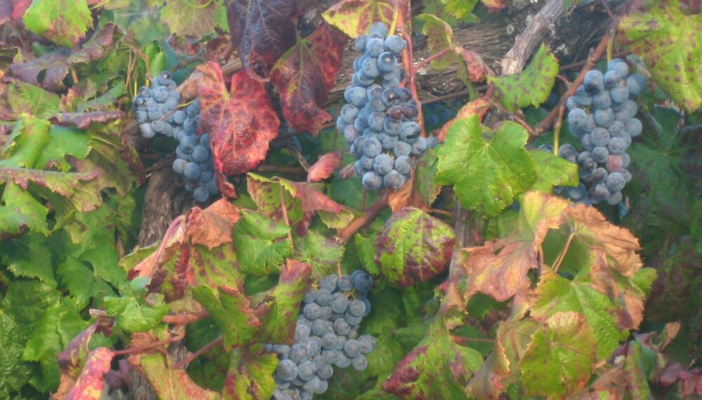 ØKOLOGISK: Det hevdes at vinene blir bedre når de lages på økologiske druer.