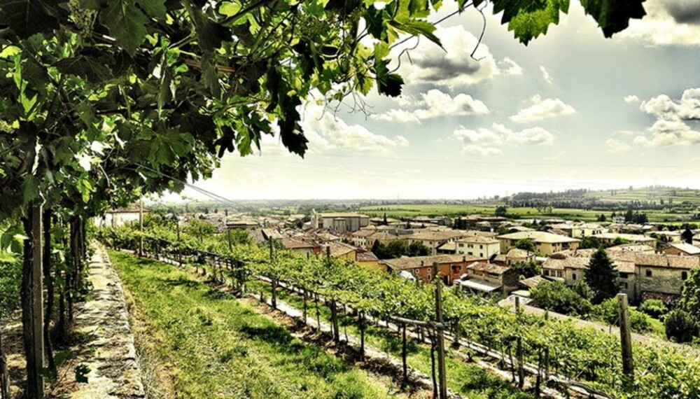 VENETO: Vinmark i Valpolicella.