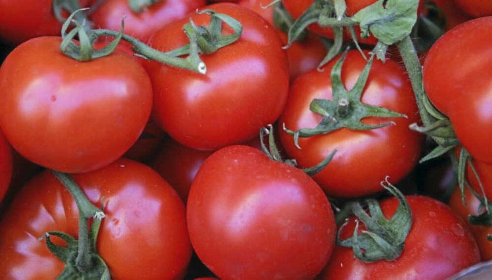 ©PHOTOPQR/NICE MATIN/Patrice LAPOIRIE ; Tomate ©PHOTOPQR/NICE MATIN/Patrice LAPOIRIE ; Tomate