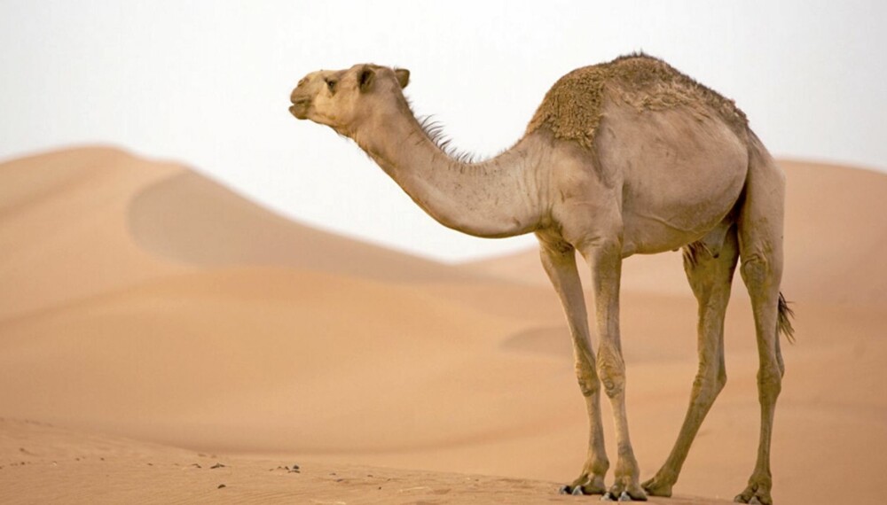 EKSOTISKE DYR: Hva smaker en kamel?