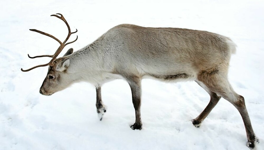 Reindeer walking on the snow