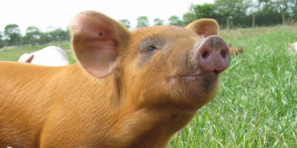 HAPPY PIG: Griser kan fint eve ute, og tåler de fleste værforhold godt.