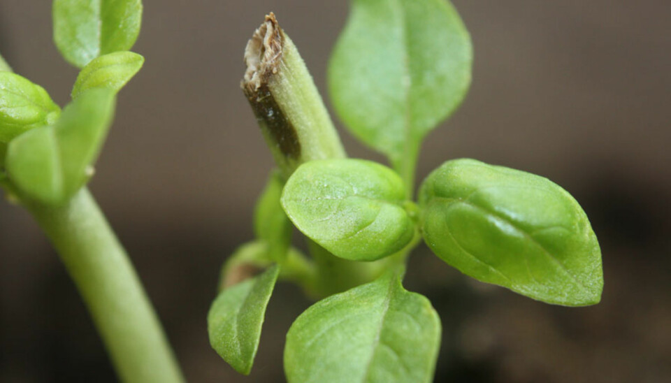 SKJÆR TILBAKE: Kutt stilken på basilikum rett over et bladfeste, og nye blader vokser frem. Slik har du planten lenger.