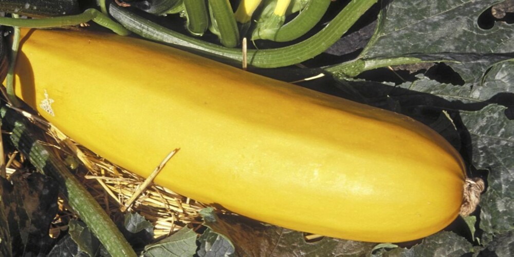 GUL SQUASH: Det finnes også gul squash, selv om den ikke er like vanlig som den grønne squashen. GUL SQUASH: Det finnes også gul squash, selv om den ikke er like vanlig som den grønne squashen.