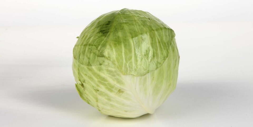 HODEKÅL: Det er denne kålen som brukes i fårikål.