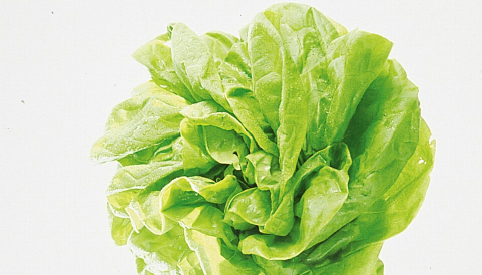 Den store salatguiden