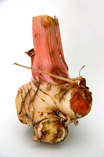 GALANGAL: En snodig knoll med sterk og litt furuaktig smak. GALANGAL: En snodig knoll med sterk og litt furuaktig smak.