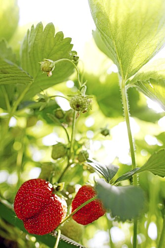 MODNES I SOLA: Norske jordbær får lov til å bli helt modne før de plukkes, og smaker derfor mer.
