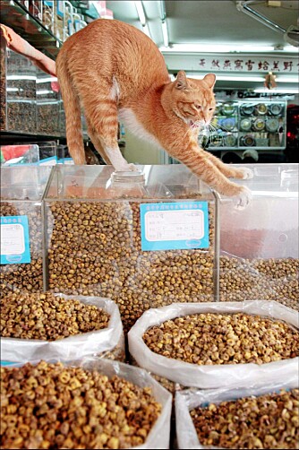 TRYGG PUS: Qingping-markedet var tidligere beryktet for å selge katter ment for grytene. I dag er markedet ryddet opp, og pus kan puste lettet ut.