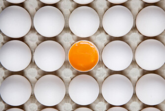 Egg er basis Egg er basis
