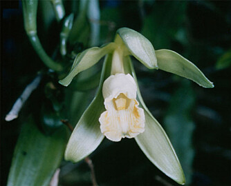 VANILJEORKIDÉ: Ekte vanilje er frøkapselen på orkideen vanilla planifolia.