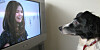 Ser hunden din på TV? - Kvinneguiden