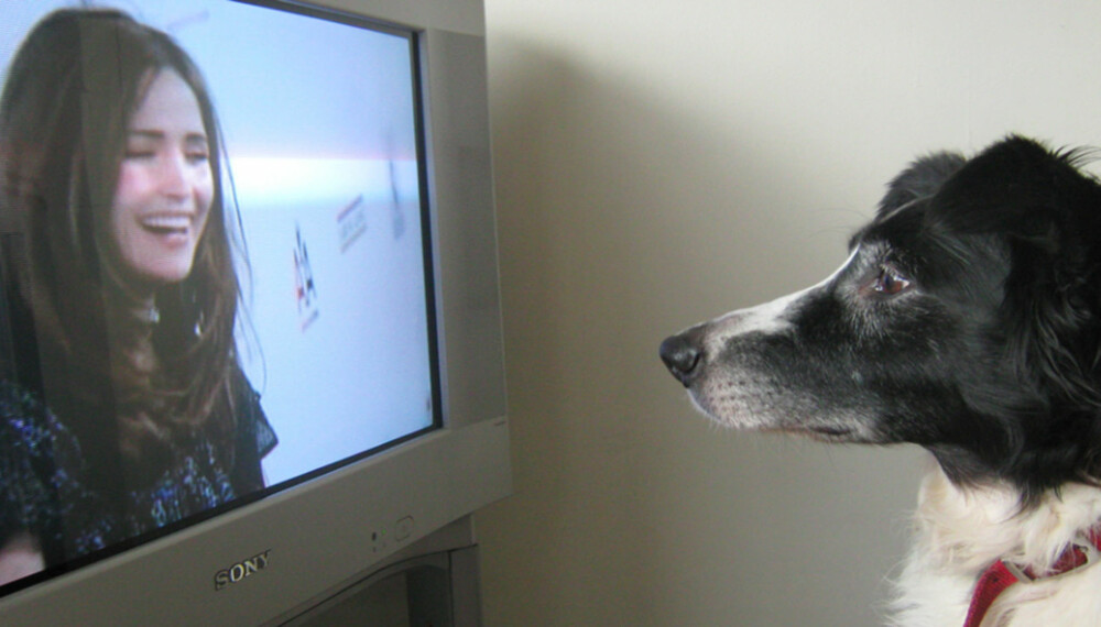 HUNDEPASSER: TV-kanalen skal forhindre stress og gjøre hunden mindre ensom.