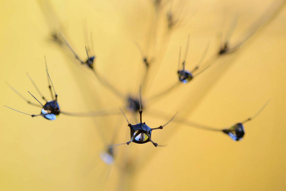 NATUREN: Så vakker kan hundekjeks med høstdugg være - hvis man bare ser godt etter.