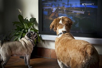 DOG-TV: En helt egen kanal for hunder